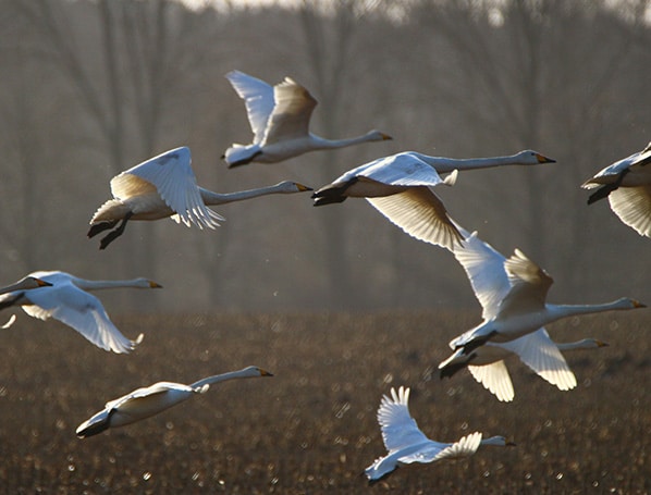 Oiseaux Migrateurs